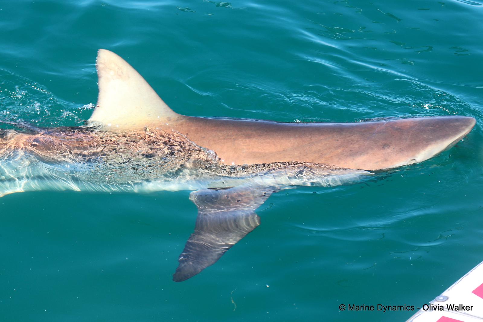 Bronze Whaler shark, South Africa