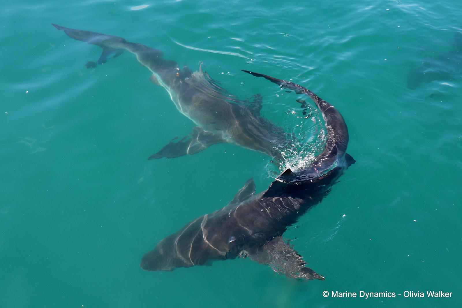 Bronze Whaler shark, South Africa