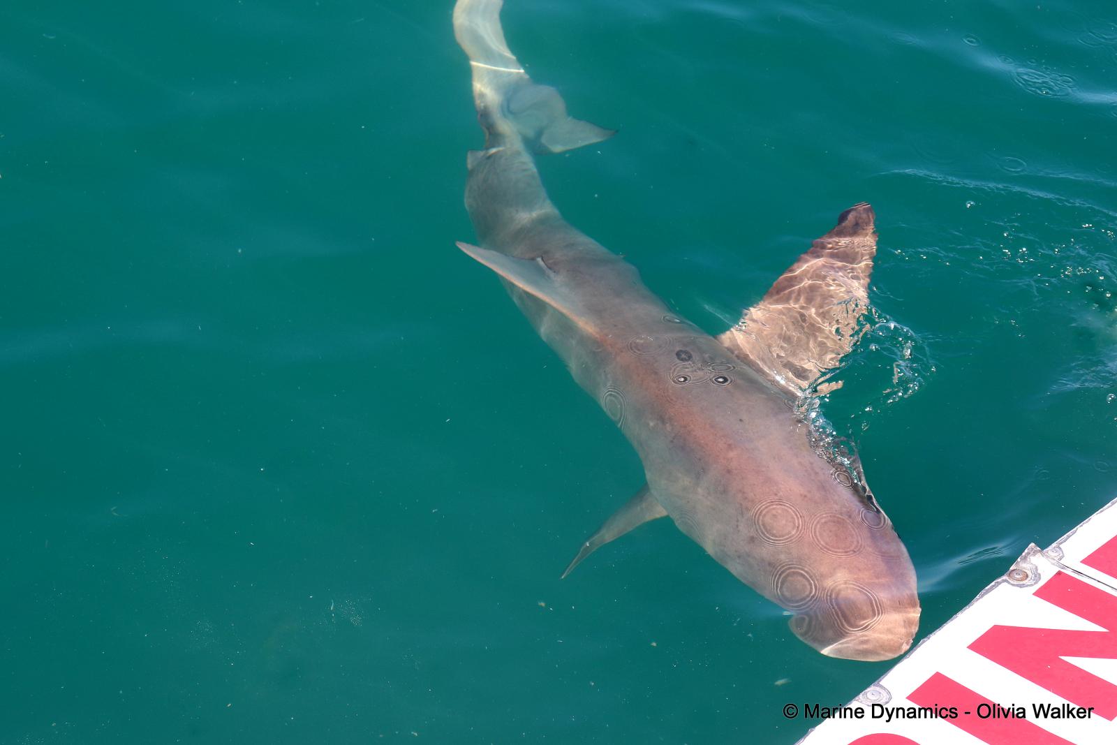 Bronze Whaler shark, South Africa