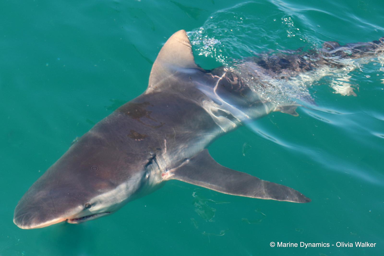 Bronze Whaler shark, South Africa