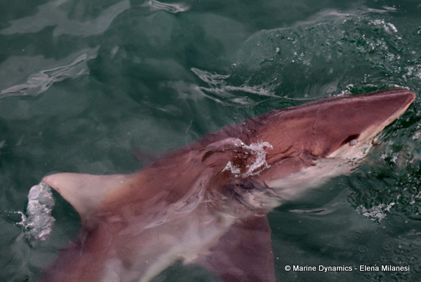 Bronze whaler shark, South Africa 
