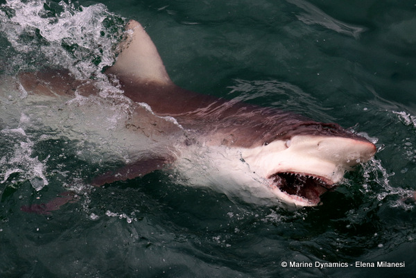 Bronze whaler shark, South Africa 