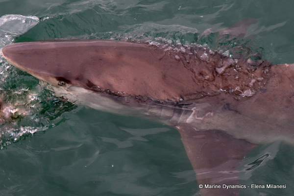 Bronze whaler shark, South Africa 