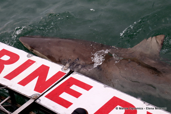 Bronze whaler shark, South Africa 