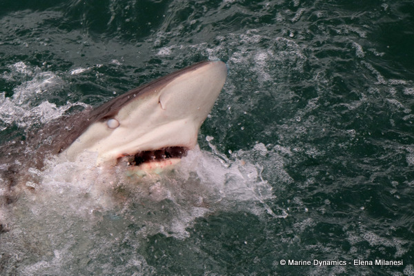 Bronze whaler shark, South Africa 