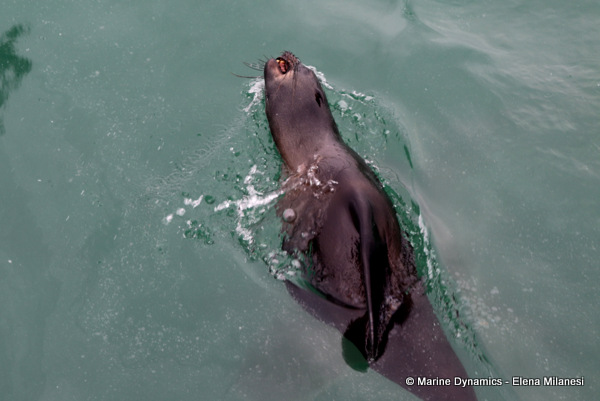 Cape Fur Seal, South Africa 