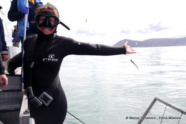 Bronze whaler shark, South Africa