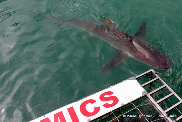 Bronze whaler shark, South Africa