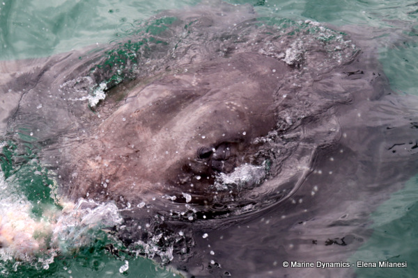 Bronze whaler shark, South Africa