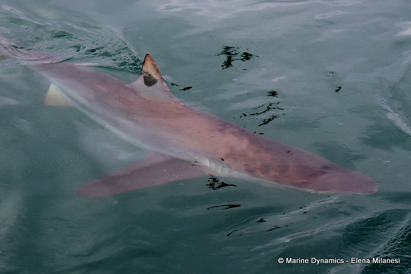 Bronze whaler shark, South Africa