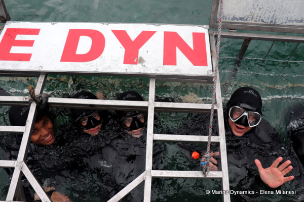 Shark cage diving, South Africa 