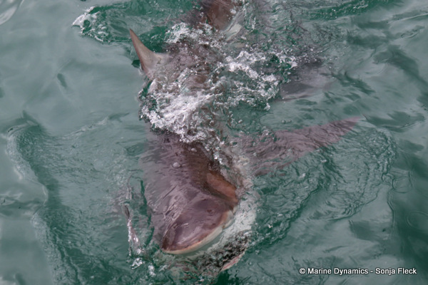 Bronze whaler shark, South Africa