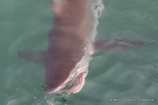 Bronze whaler shark, South Africa