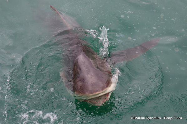 Bronze whaler shark, South Africa