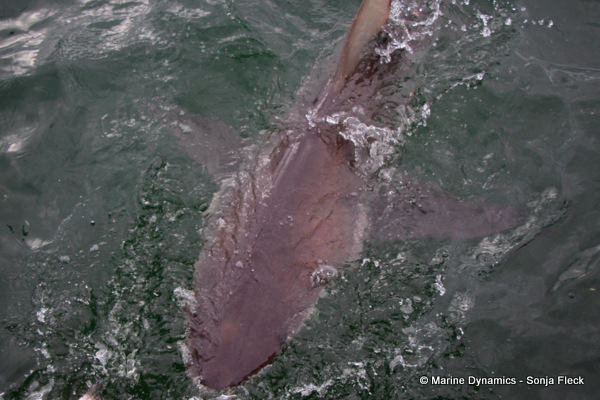 Bronze whaler shark, South Africa