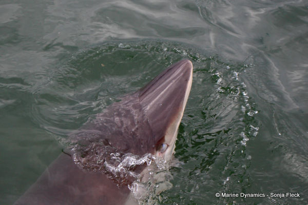 Bronze whaler shark, South Africa