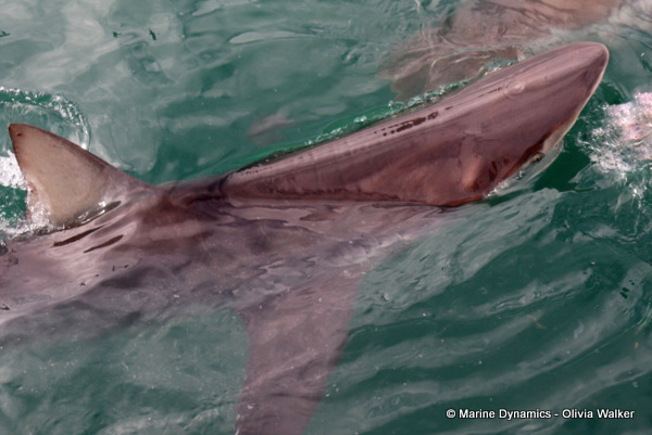 Bronze Whaler shark, South Africa