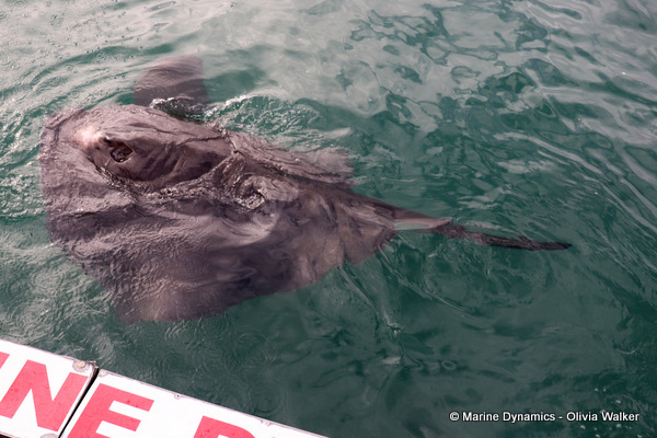 short-tail stingray, South Africa