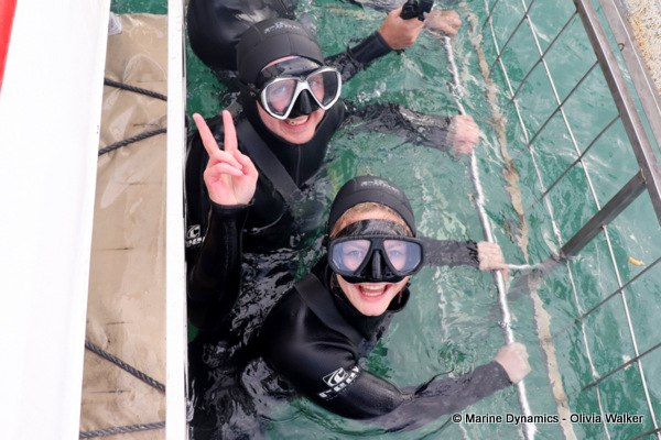 shark cage diving, South Africa