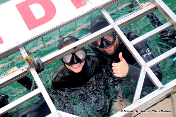 shark cage diving, South Africa