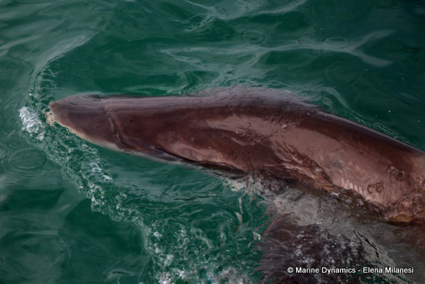 Bronze whaler shark, South Africa