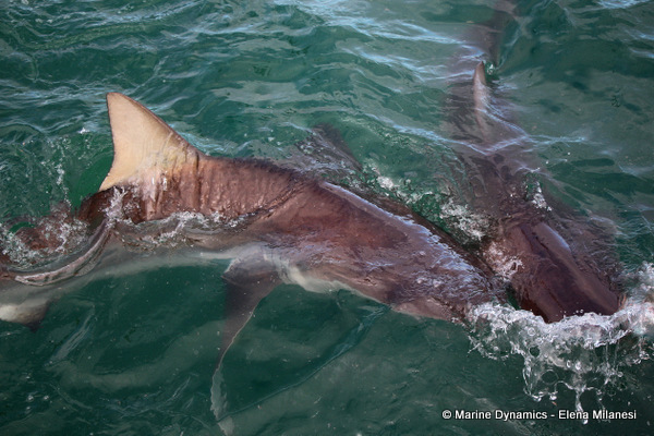 Bronze whaler shark, South Africa 