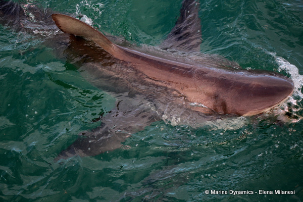 Bronze whaler shark, South Africa 