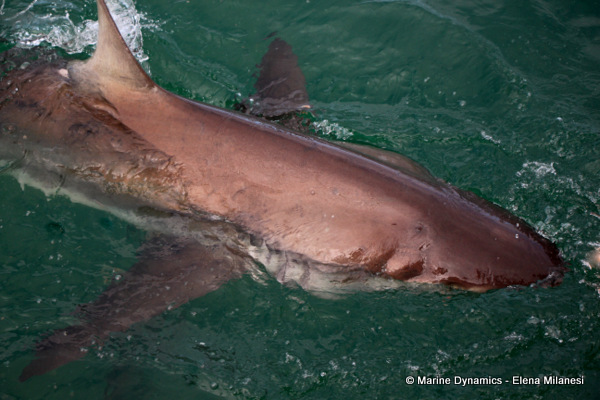 Bronze whaler shark, South Africa 