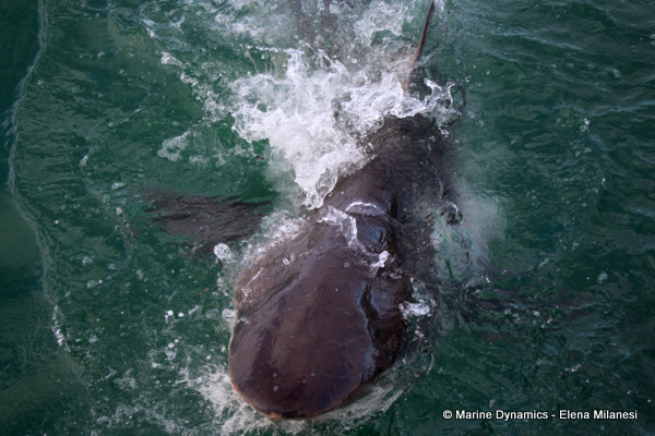 Bronze whaler shark, South Africa 