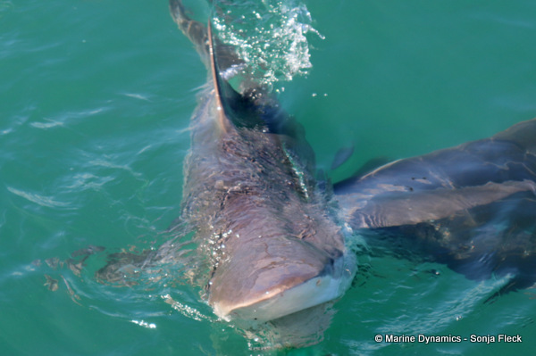 Bronze whaler shark, South Africa