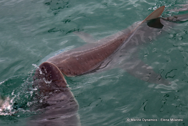 Bronze whaler shark, South Africa 