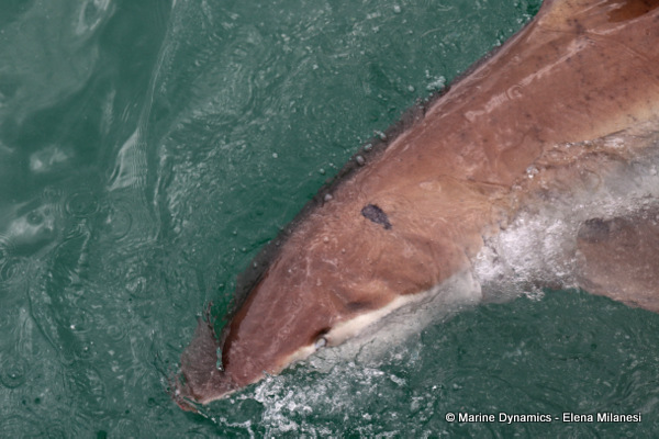 Bronze whaler shark, South Africa 