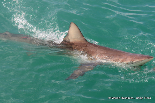 Bronze whaler shark, South Africa