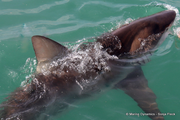 Bronze whaler shark, South Africa