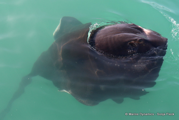 Short-tail stingray, South Africa