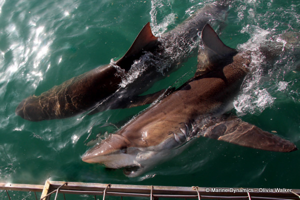 Bronze Whaler shark, South Africa
