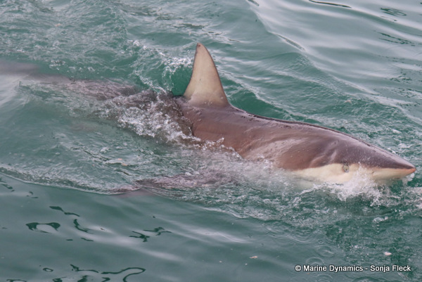 Bronze whaler shark, South Africa
