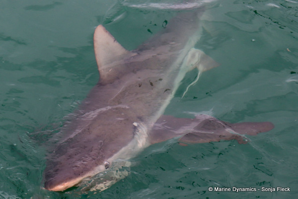 Bronze whaler shark, South Africa