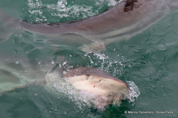 Bronze whaler shark, South Africa