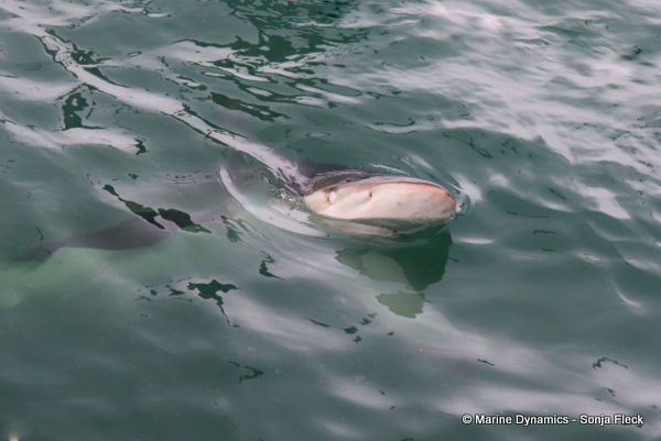 Bronze whaler shark, South Africa