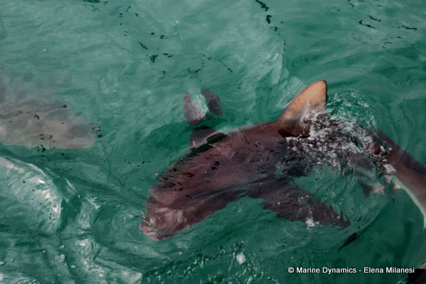 Bronze whaler shark, South Africa 