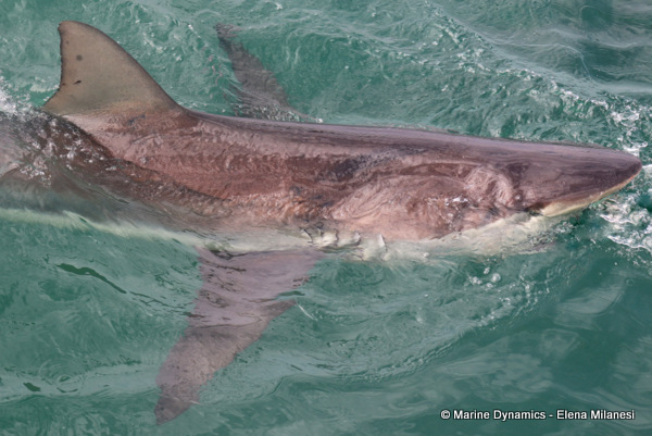 Bronze whaler shark, South Africa 