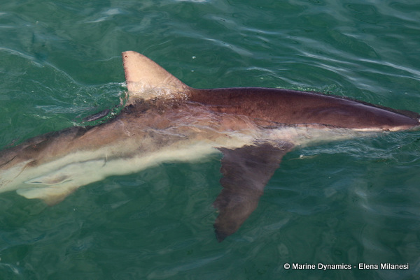 Bronze whaler shark, South Africa 