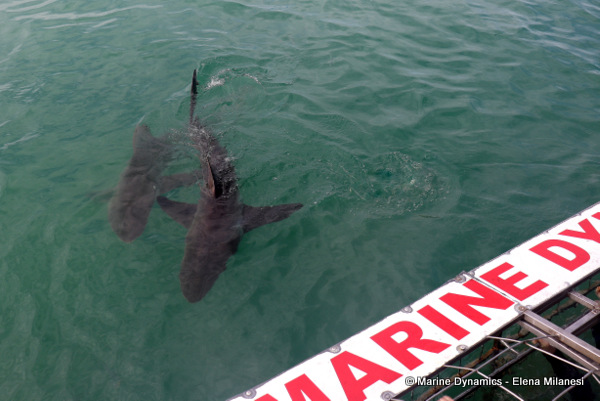 Bronze whaler shark, South Africa 