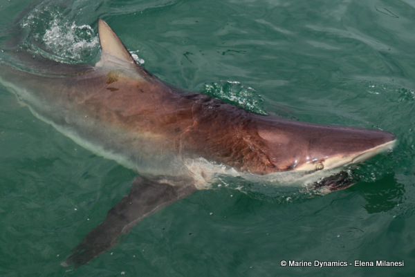 Bronze whaler shark, South Africa 