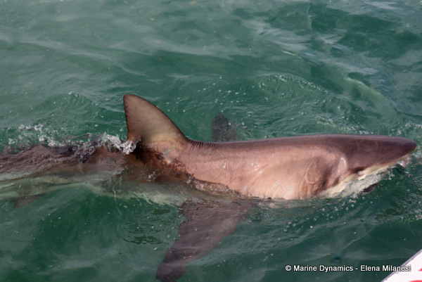 Bronze whaler shark, South Africa 