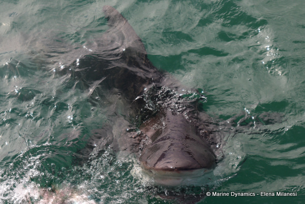 Bronze whaler shark, South Africa 