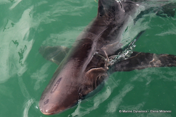 Bronze whaler shark, South Africa 