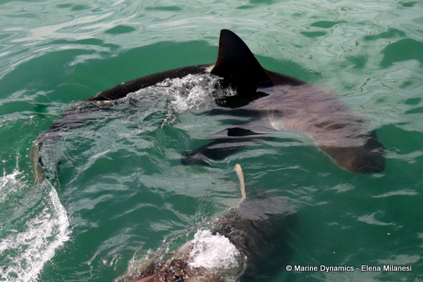 Bronze whaler shark, South Africa 
