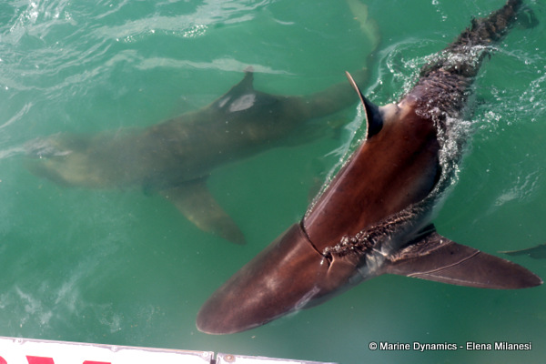 Bronze whaler shark, South Africa 